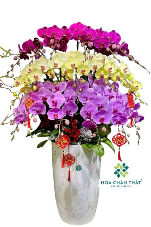 Chậu Lan Hồ Điệp 20 Cành Mix 3 Tầng Tím Hồng Vàng – Sắc Màu Thịnh Vượng