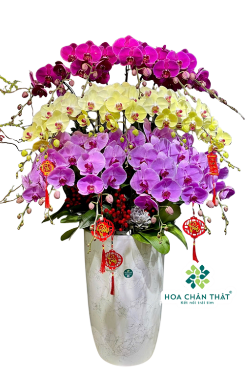 Chậu Lan Hồ Điệp 20 Cành Mix 3 Tầng Tím Hồng Vàng – Sắc Màu Thịnh Vượng