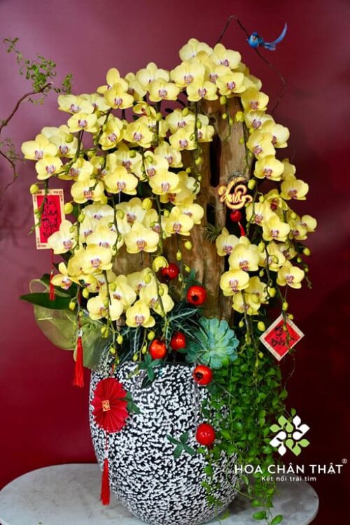Chậu Lan Hồ Điệp 20 Cành Mix Vàng – Đỏ Nhung Hồng Anna