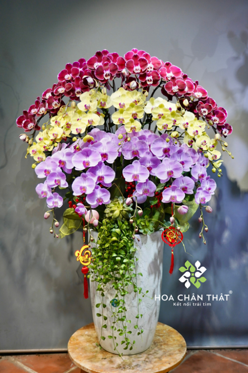 Chau Lan Ho Diep 20 Canh Mix Vang – Do Nhung Hong Anna 1