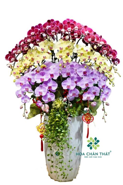 Chậu Lan Hồ Điệp 20 Cành Mix Vàng – Đỏ Nhung Hồng Anna
