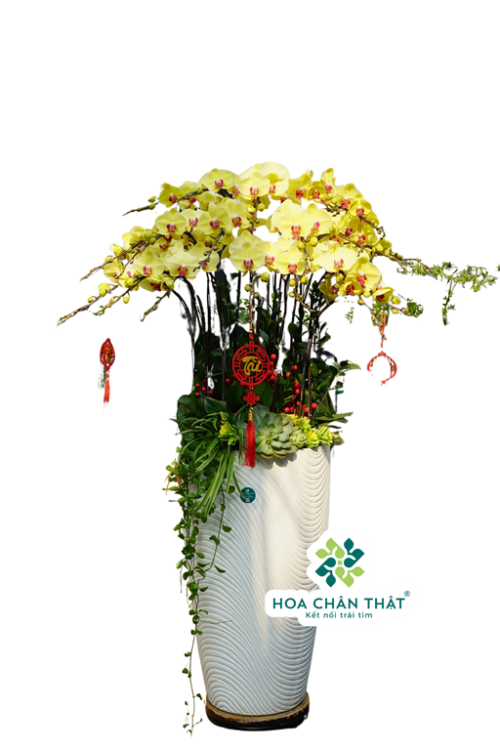 Chậu Lan Hồ Điệp 20 Cành – Chậu Vàng Trắng Cao Sang Trọng