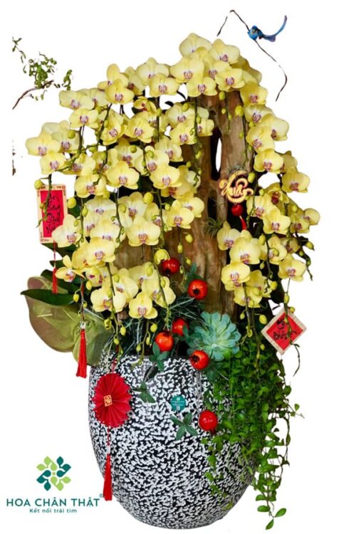 Chậu Lan Hồ Điệp 26 Cành Vàng Ghép Lũa – Kim Phú Quý Sang Trọng