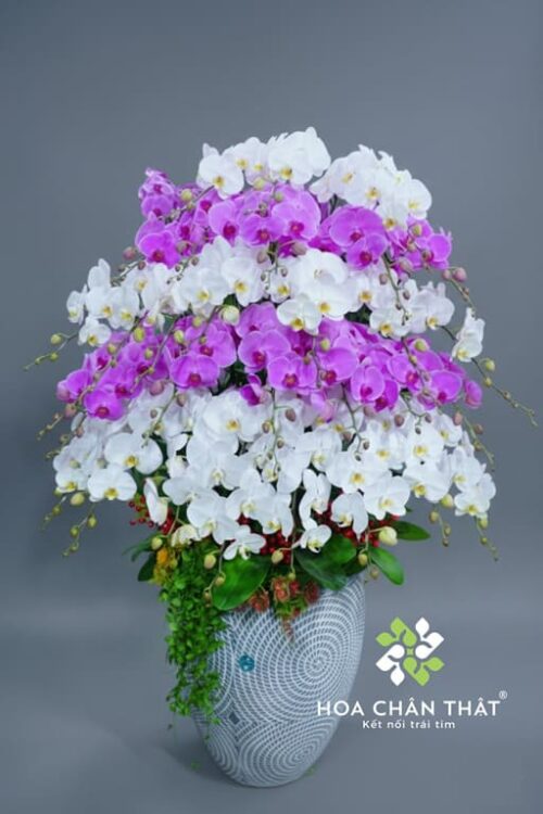Chậu Lan Hồ Điệp 29 Cành Trắng Tím – Thanh Nhã Vượng Khí