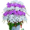 Chậu Lan Hồ Điệp 29 Cành Trắng Tím – Thanh Nhã Vượng Khí