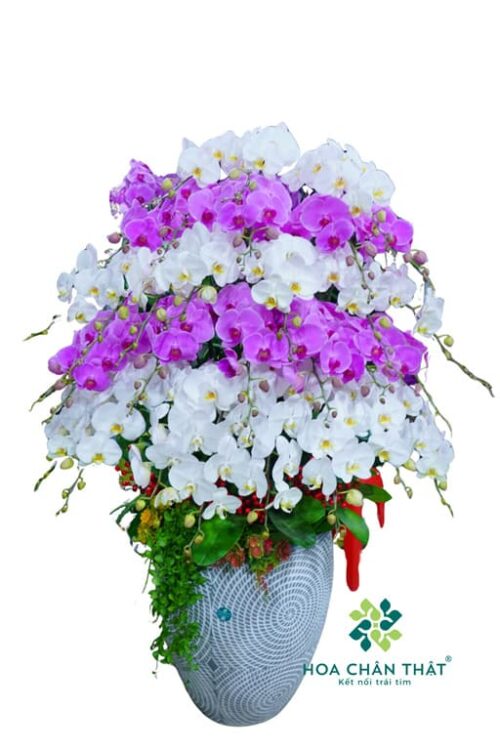 Chậu Lan Hồ Điệp 29 Cành Trắng Tím – Thanh Nhã Vượng Khí