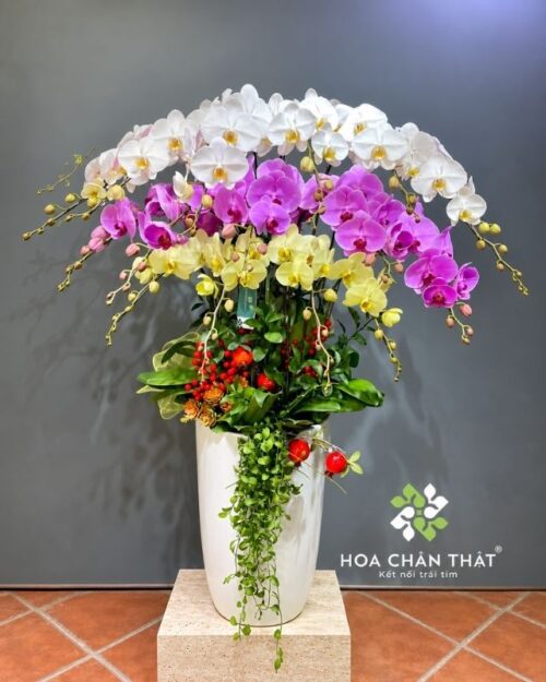 Chậu Lan Hồ Điệp 3 tầng 15 Cành Mix Vàng Trắng Tím – Tam Sắc Thịnh Vượng