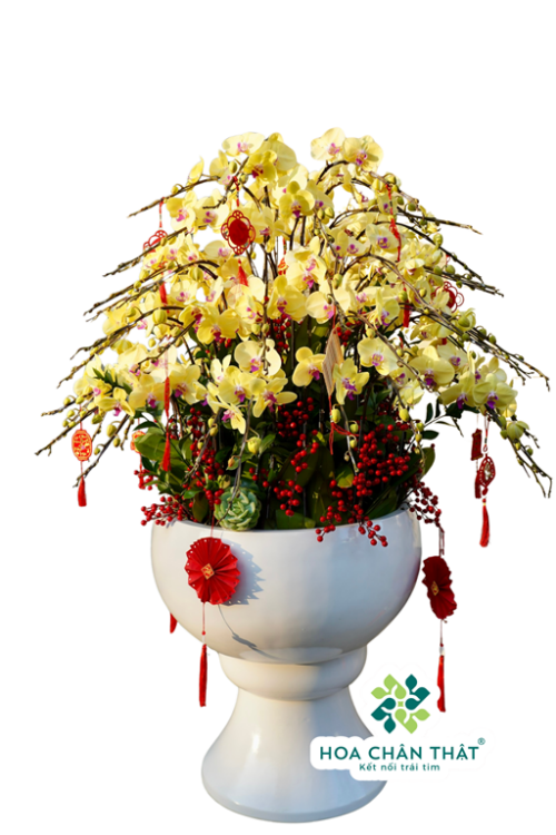 Chậu Lan Hồ Điệp 60 Cành Vàng – Hoàng Kim Đại Phát