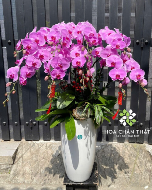 Chậu Lan Hồ Điệp 9 Cành Tím Môn – Trang Nhã An Nhiên