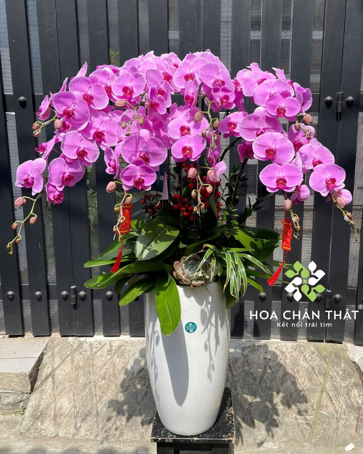 Chậu Lan Hồ Điệp 9 Cành Tím Môn – Trang Nhã An Nhiên Chậu Lan Hồ Điệp 9 Cành Tím Môn – Trang Nhã An Nhiên