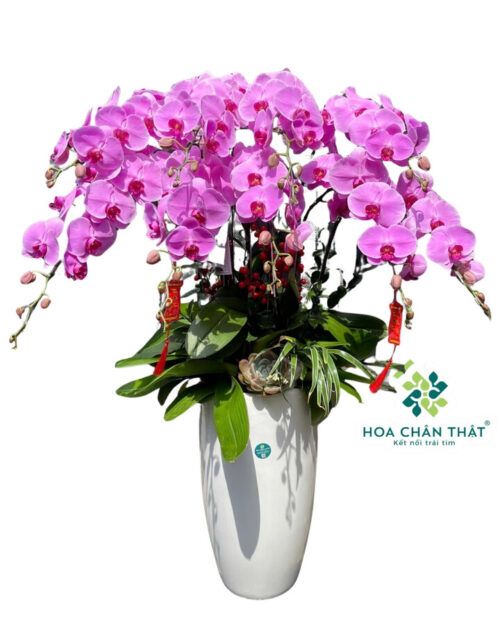 Chậu Lan Hồ Điệp 9 Cành Tím Môn – Trang Nhã An Nhiên