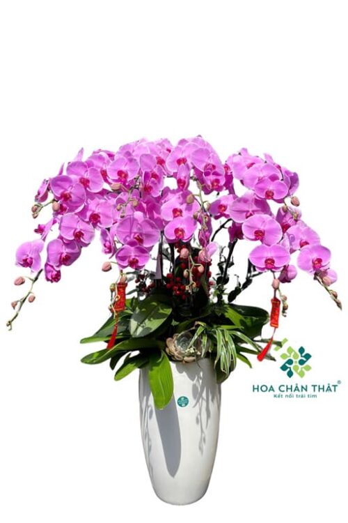 Chậu Lan Hồ Điệp 9 Cành Tím Môn – Trang Nhã An Nhiên