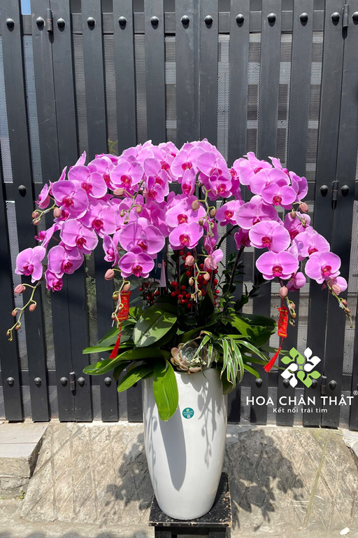 Chậu Lan Hồ Điệp 9 Cành Tím Môn – Trang Nhã An Nhiên (1) Chau Lan Ho Diep 9 Canh Tim Mon – Trang Nha An Nhien 1