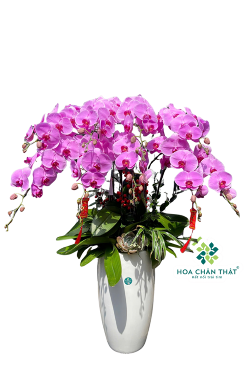 Chậu Lan Hồ Điệp 9 Cành Tím Môn – Trang Nhã An Nhiên