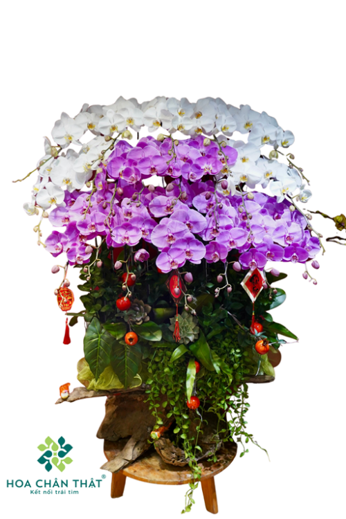 Chậu Lan Hồ Điệp Ghép Lũa 20 Cành Trắng Tím – Thanh Nhã Vượng Khí