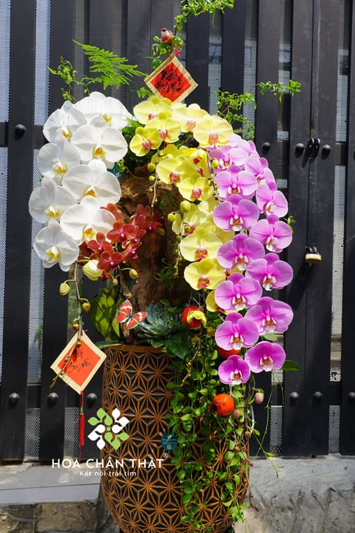 Chậu Lan Hồ Điệp Ghép Lũa Nữ Hoàng & Lan Đại – Song Sắc Quyền Quý Chậu Lan Hồ Điệp Ghép Lũa Nữ Hoàng & Lan Đại – Song Sắc Quyền Quý