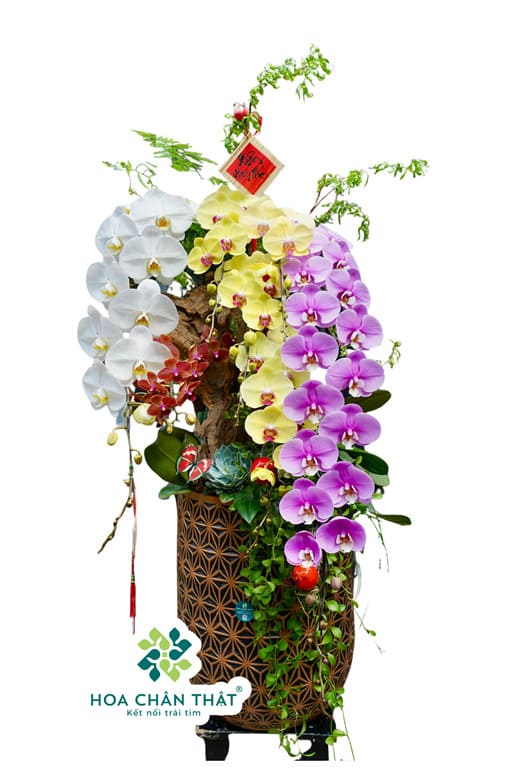 Chậu Lan Hồ Điệp Ghép Lũa Nữ Hoàng & Lan Đại – Song Sắc Quyền Quý Chậu Lan Hồ Điệp Ghép Lũa Nữ Hoàng & Lan Đại – Song Sắc Quyền Quý