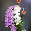 Chậu Lan Hồ Điệp Nữ Hoàng 3 Cành Trắng Hồng – Thanh Sắc Quyền Quý