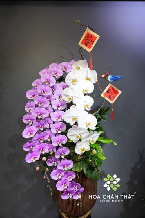 Chậu Lan Hồ Điệp Nữ Hoàng 3 Cành Trắng Hồng – Thanh Sắc Quyền Quý