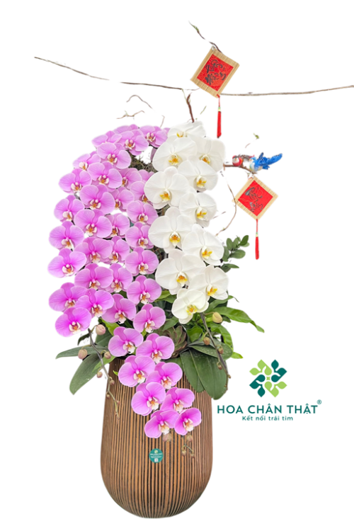 Chậu Lan Hồ Điệp Nữ Hoàng 3 Cành Trắng Hồng – Thanh Sắc Quyền Quý