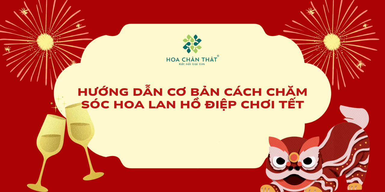 Huong dan co ban cach cham soc hoa Lan Ho Diep choi Tet