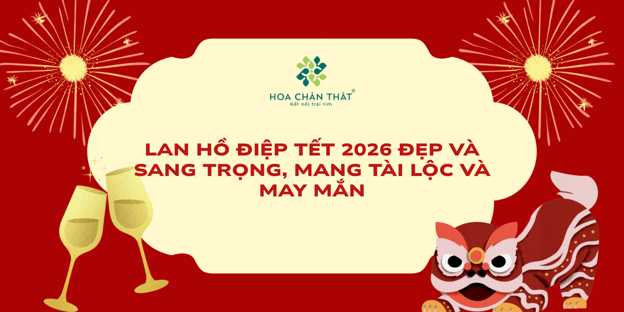 Lan ho diep tet 2026 dep va sang trong mang tai loc va may man