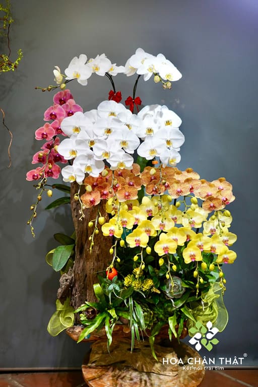 Máng Lan Hồ Điệp 17 Cành Trắng Cam Vàng – Tam Sắc Phú Quý Ghép Lũa Máng Lan Hồ Điệp 17 Cành Trắng Cam Vàng – Tam Sắc Phú Quý Ghép Lũa