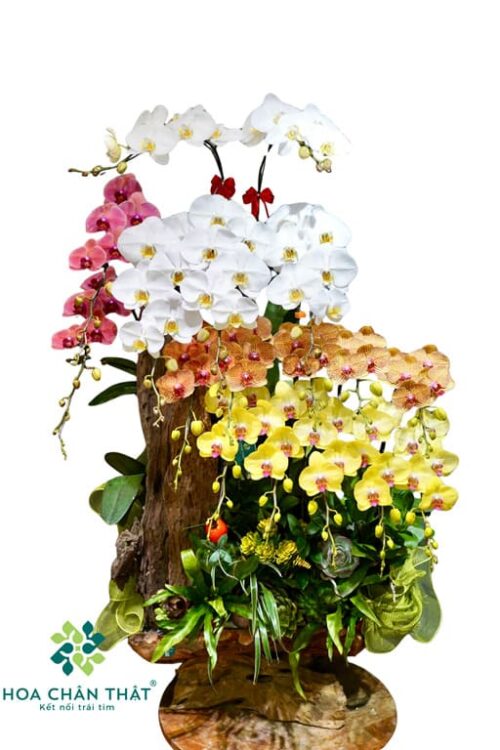 Máng Lan Hồ Điệp 17 Cành Trắng Cam Vàng – Tam Sắc Phú Quý Ghép Lũa