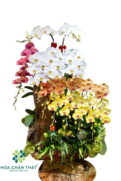 Máng Lan Hồ Điệp 17 Cành Trắng Cam Vàng – Tam Sắc Phú Quý Ghép Lũa Máng Lan Hồ Điệp 17 Cành Trắng Cam Vàng – Tam Sắc Phú Quý Ghép Lũa