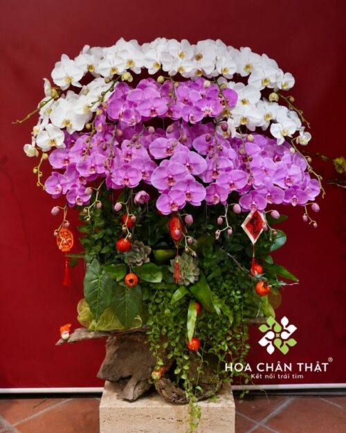 Máng Lan Hồ Điệp 20 Cành Trắng Tím – Thanh Nhã Vượng Khí