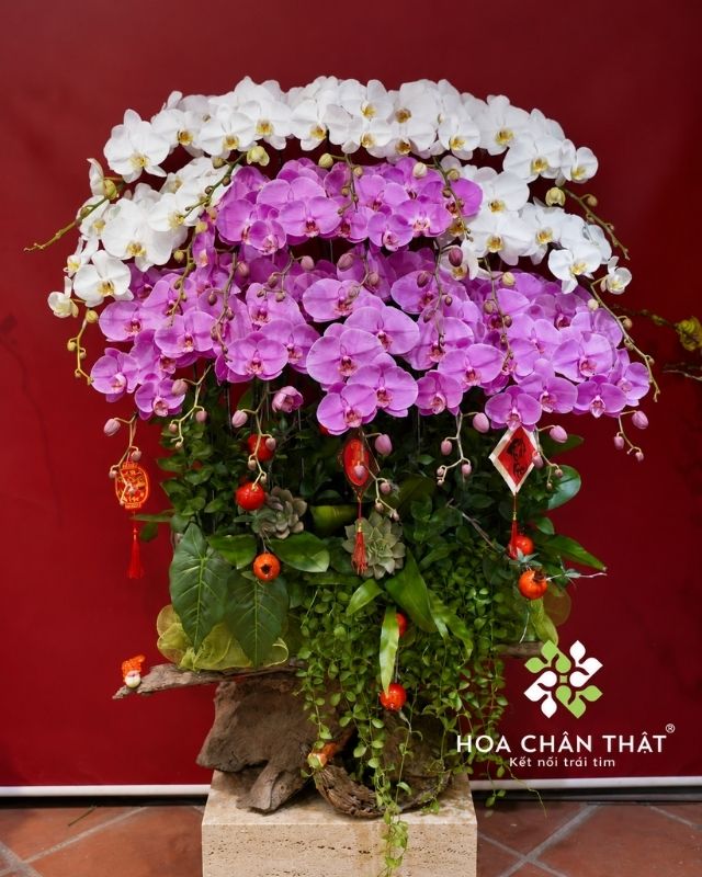 Máng Lan Hồ Điệp 20 Cành Trắng Tím – Thanh Nhã Vượng Khí Máng Lan Hồ Điệp 20 Cành Trắng Tím – Thanh Nhã Vượng Khí