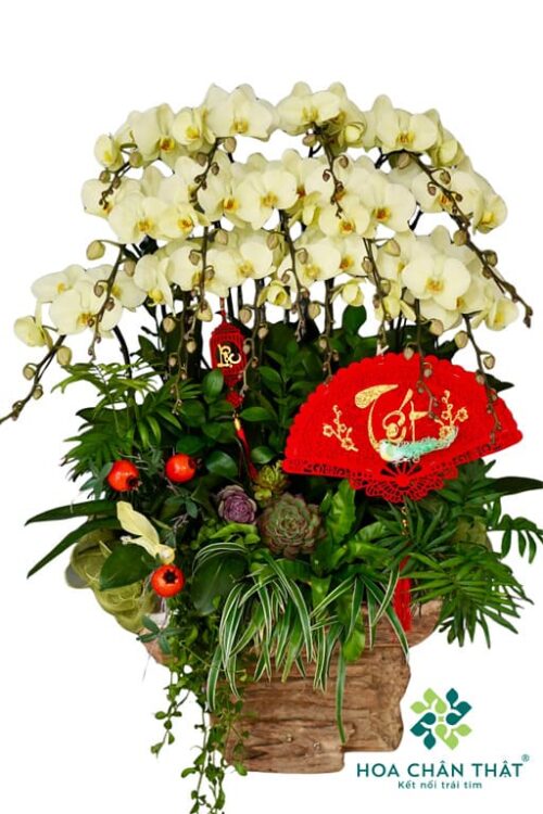 Máng Lan Hồ Điệp Ghép Lũa 15 Cành Xanh Bơ – Thanh Mát Tài Lộc