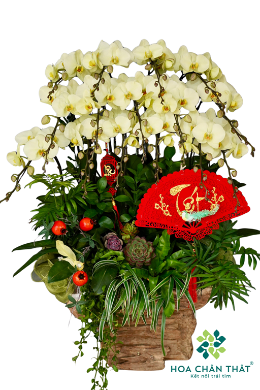 Máng Lan Hồ Điệp Ghép Lũa 15 Cành Xanh Bơ – Thanh Mát Tài Lộc (1) Mang Lan Ho Diep Ghep Lua 15 Canh Xanh Bo – Thanh Mat Tai Loc 1