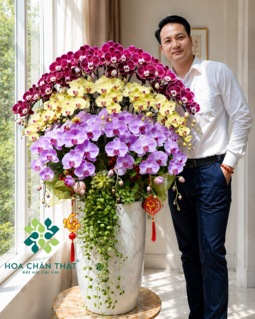 Chậu Lan Hồ Điệp 3 Tầng 20 Cành Mix Vàng – Đỏ Nhung Hồng Anna