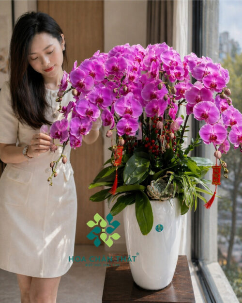 Chậu Lan Hồ Điệp 9 Cành Tím Môn – Trang Nhã An Nhiên Chậu Lan Hồ Điệp 9 Cành Tím Môn – Trang Nhã An Nhiên