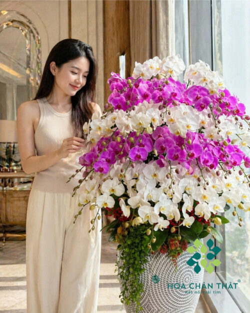 Chậu Lan Hồ Điệp 29 Cành Trắng Tím – Thanh Nhã Vượng Khí