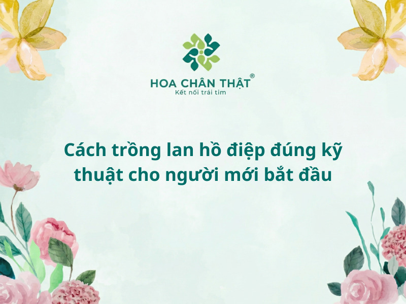 Cách trông lan hồ điệp