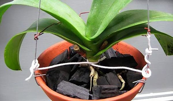 Cách trồng lan hồ điệp đúng kỹ thuật cho người mới bắt đầu Cách chăm sóc lan hồ điệp