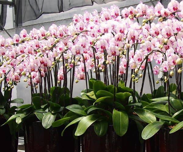 Cách trồng lan hồ điệp đúng kỹ thuật cho người mới bắt đầu Kỹ thuật trồng lan hồ điệp