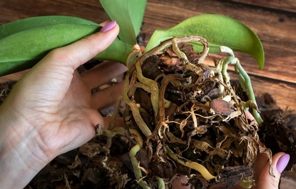 Thay giá thể cho lan hồ điệp để phát triển tốt hơn