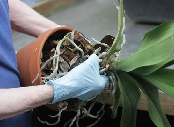 Hướng dẫn cách trồng lan hồ điệp sau khi chơi tết