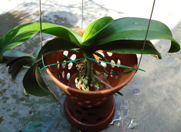 Cách chăm sóc lan hồ điệp mới trồng lại