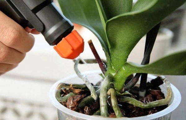 Hướng dẫn cách bón phân và kích rễ - Cách trồng lan hồ điệp sau tết