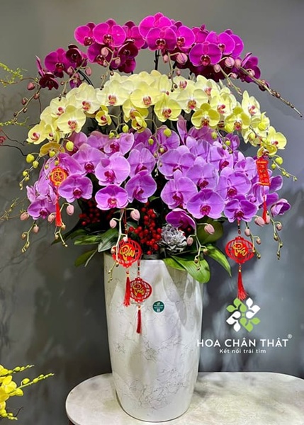 Cách trồng lan hồ điệp đúng kỹ thuật cho người mới bắt đầu Giới thiệu về lan hồ điệp - Cách trồng lan hồ điệp