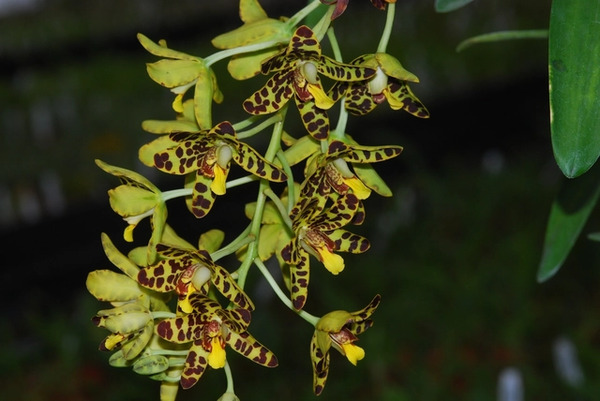 Hoa lan Giant Ansellia