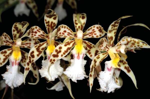 Hoa lan Odontoglossum - Lan hồ điệp loại nào đắt nhất