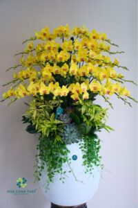 Hoa lan hợp mệnh gì