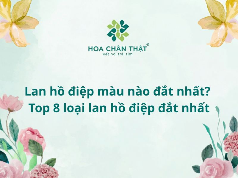 Lan hồ điệp màu nào đắt nhất
