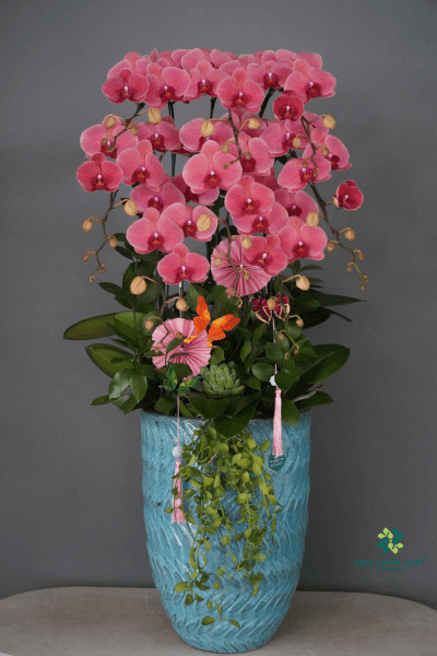 Người mệnh Hỏa hợp hoa lan màu gì