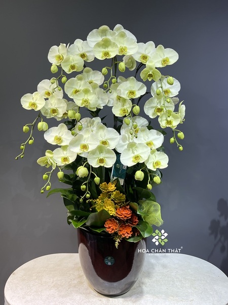 Người mệnh Mộc hợp hoa lan màu gì